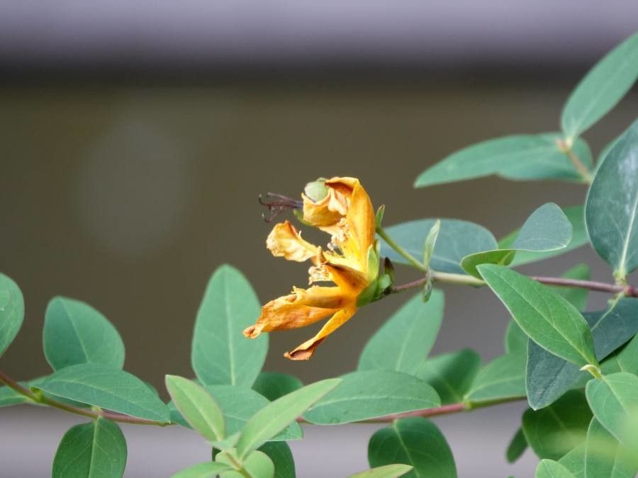 Hypericum canariense flower