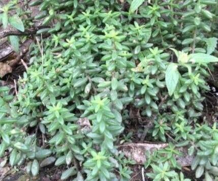 Sedum calcicola — houseplant care guide