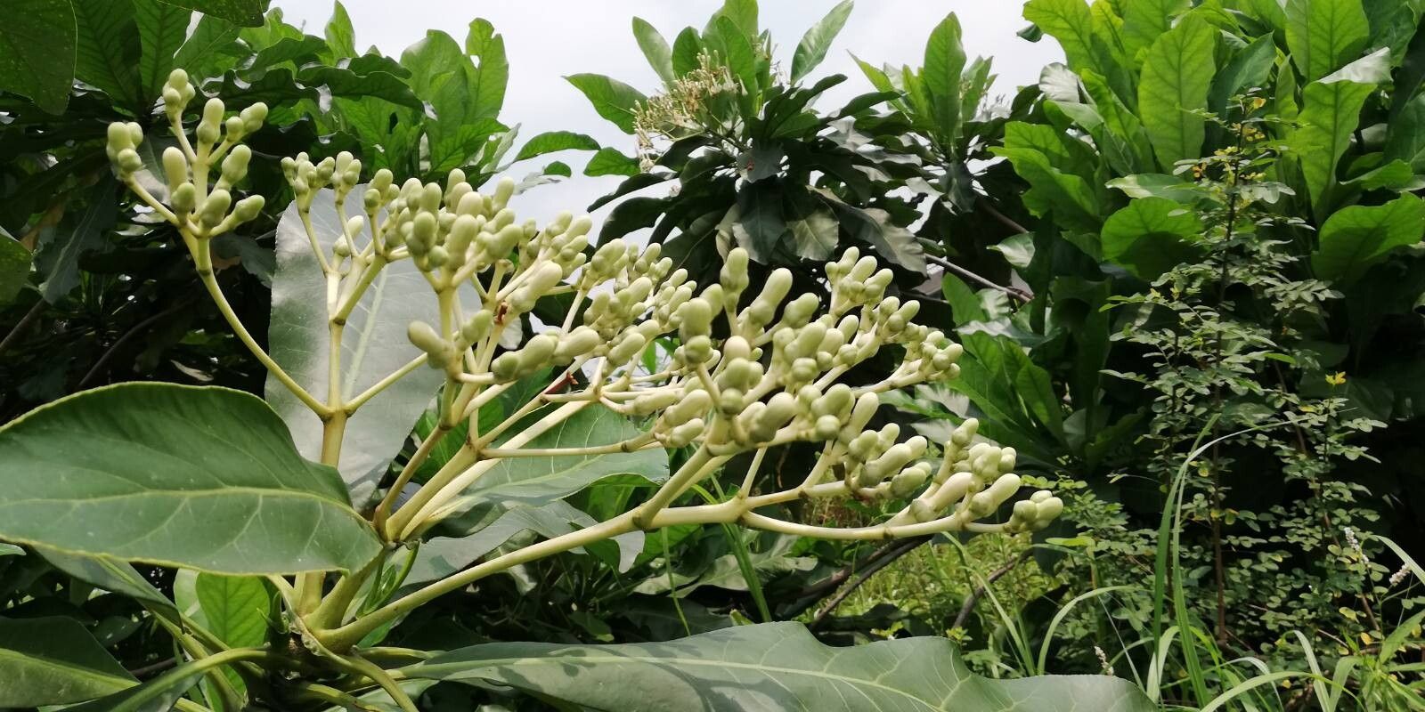 Anthocleista liebrechtsiana fruit