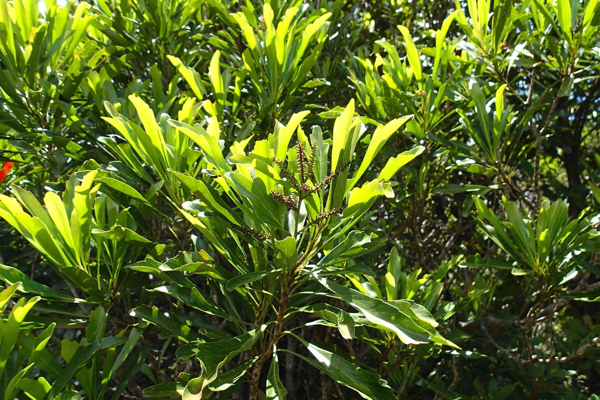 Beauprea spathulifolia — houseplant care guide