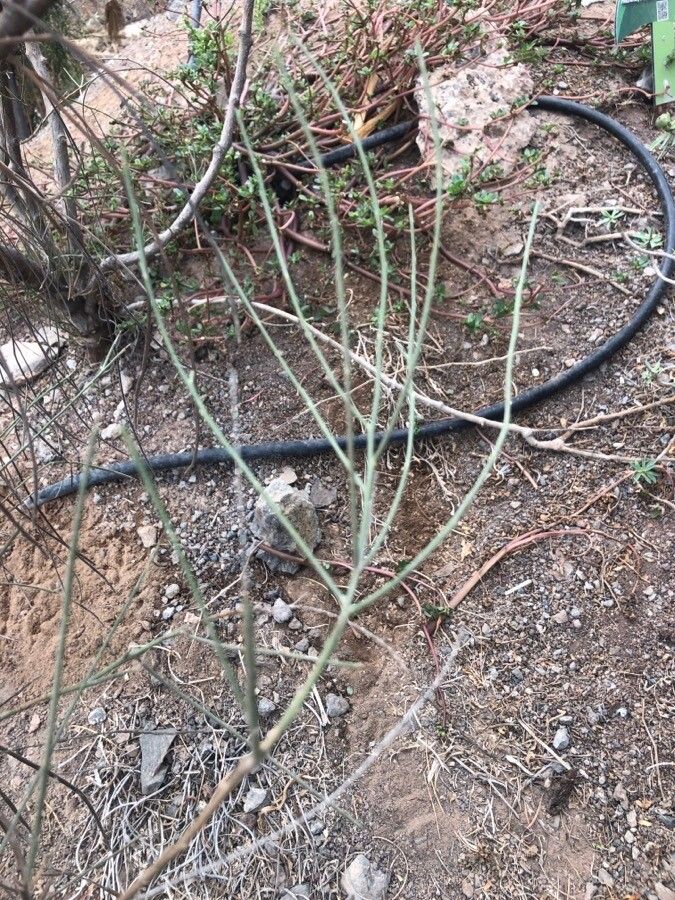 Genista monosperma leaf