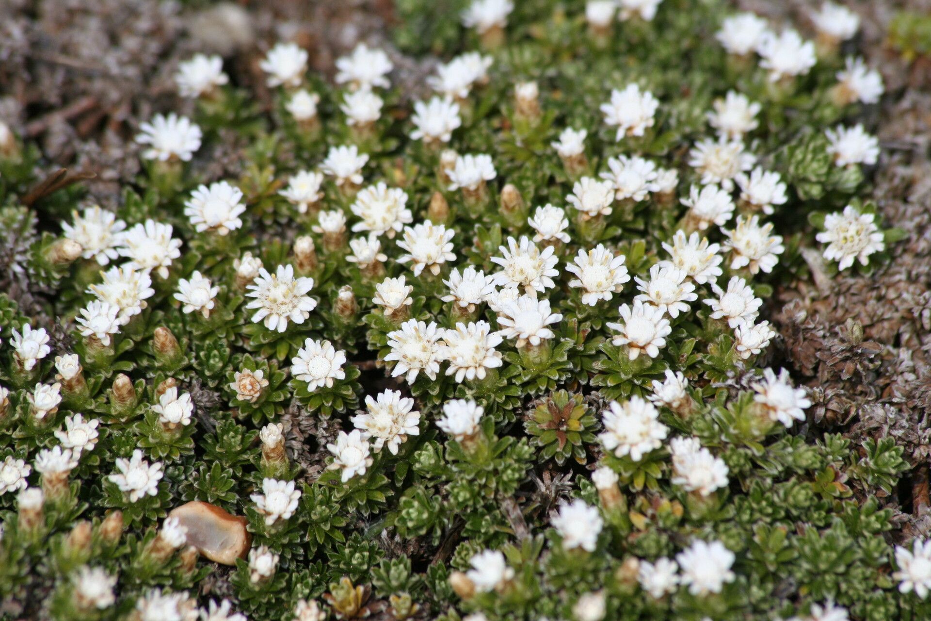 Raoulia subsericea — houseplant care guide