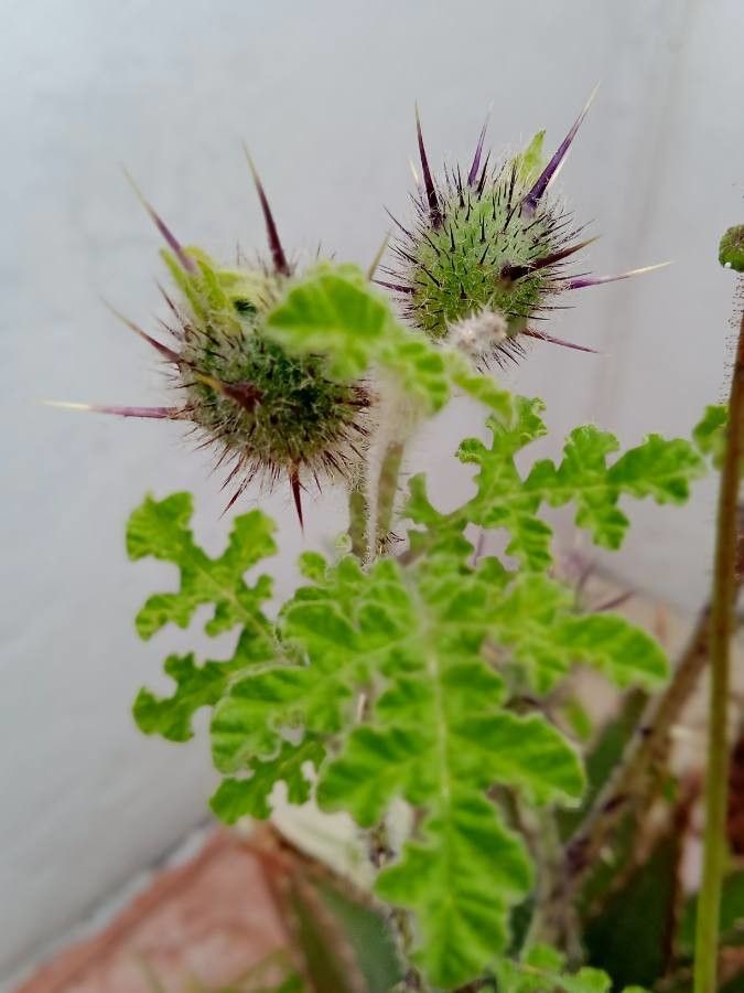 Solanum heterodoxum fruit