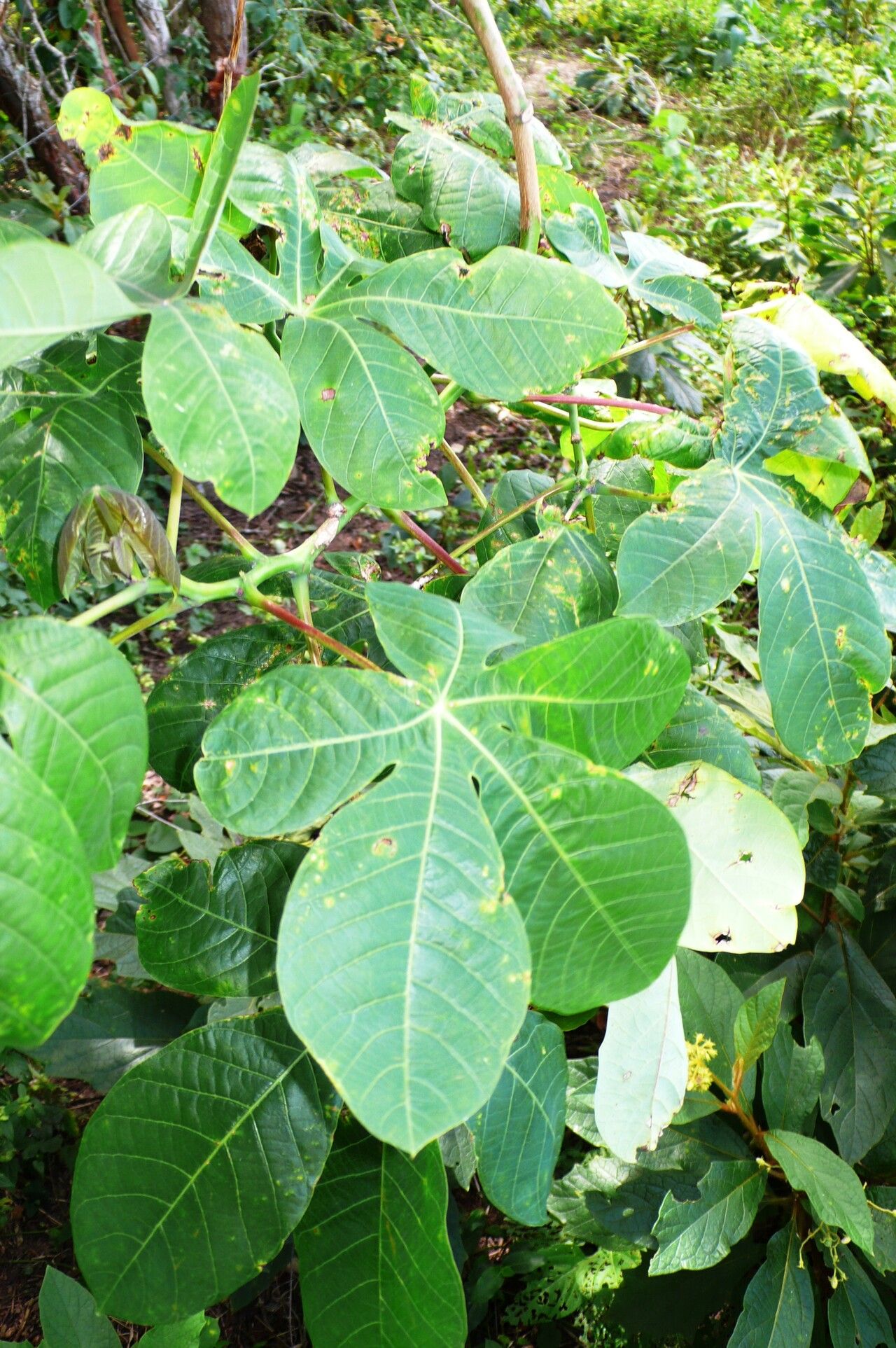 Manihot glaziovii — houseplant care guide