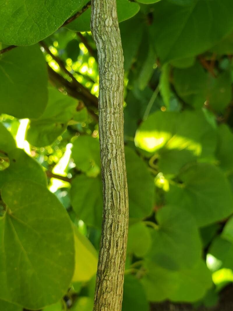 Aristolochia tomentosa bark