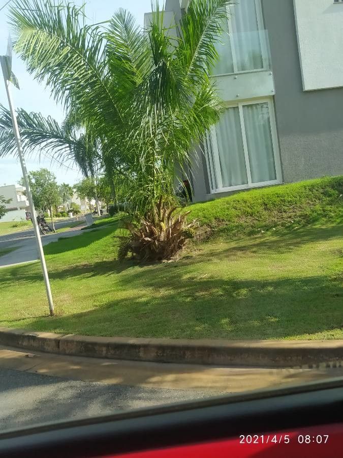 Attalea phalerata — search result for 'Peru to Bolivia'