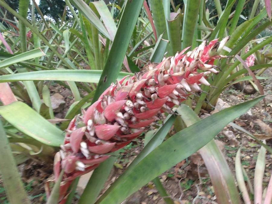 Bromelia karatas flower