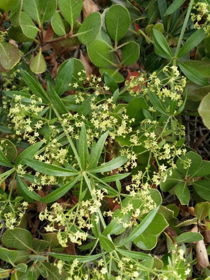 Galium obliquum bark