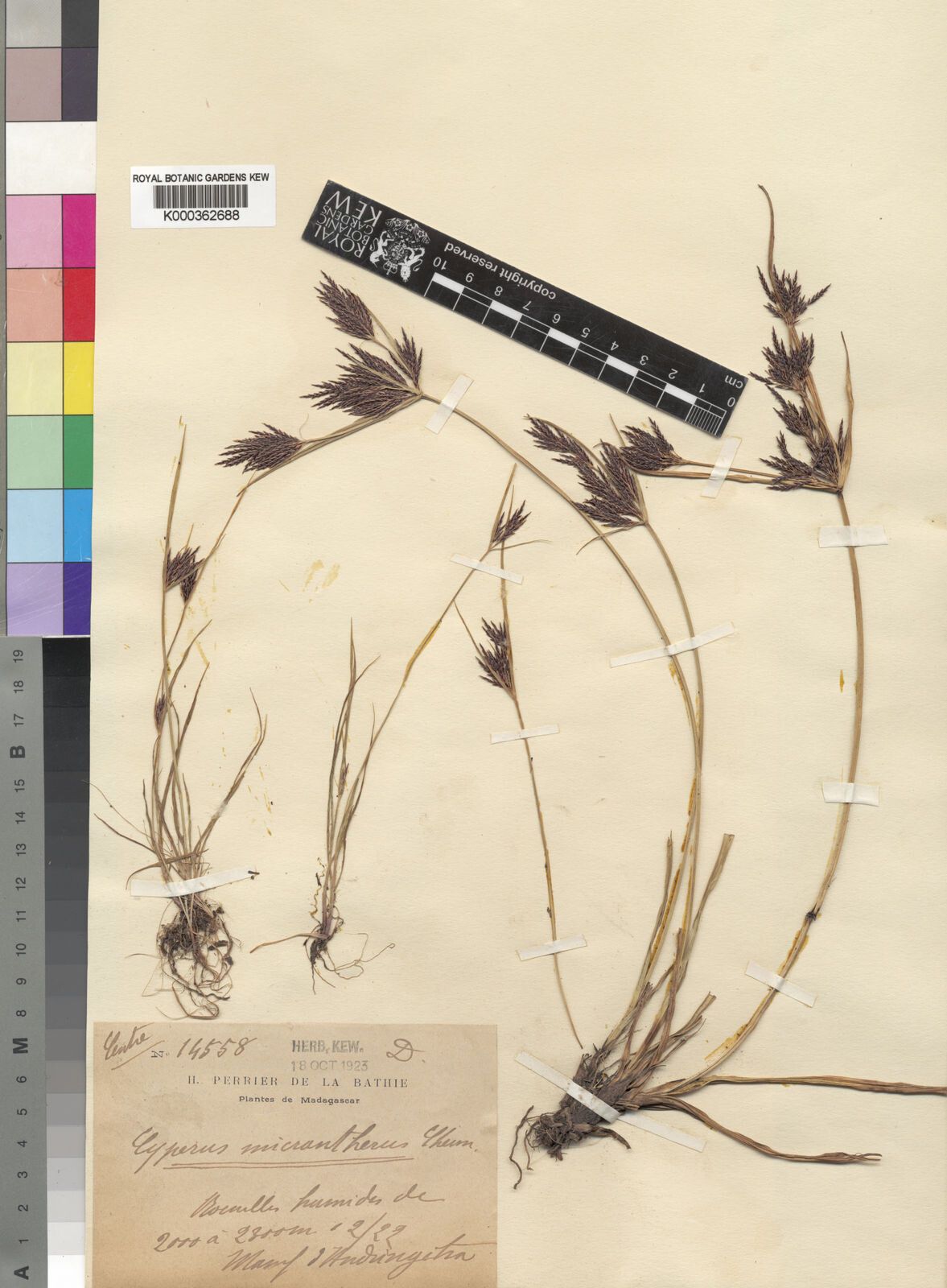 Cyperus micrantherus — houseplant care guide