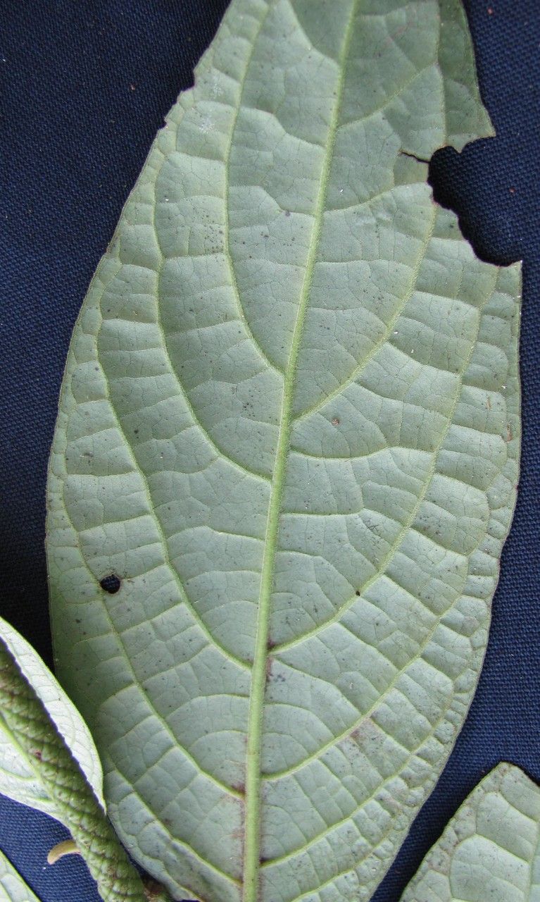 Piper generalense leaf