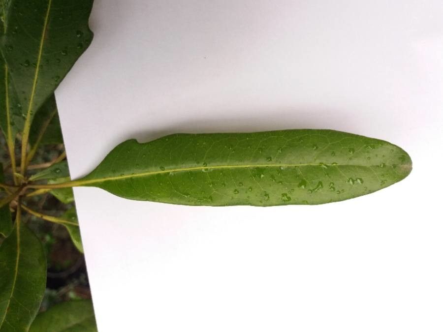 Pittosporum brevispinum leaf