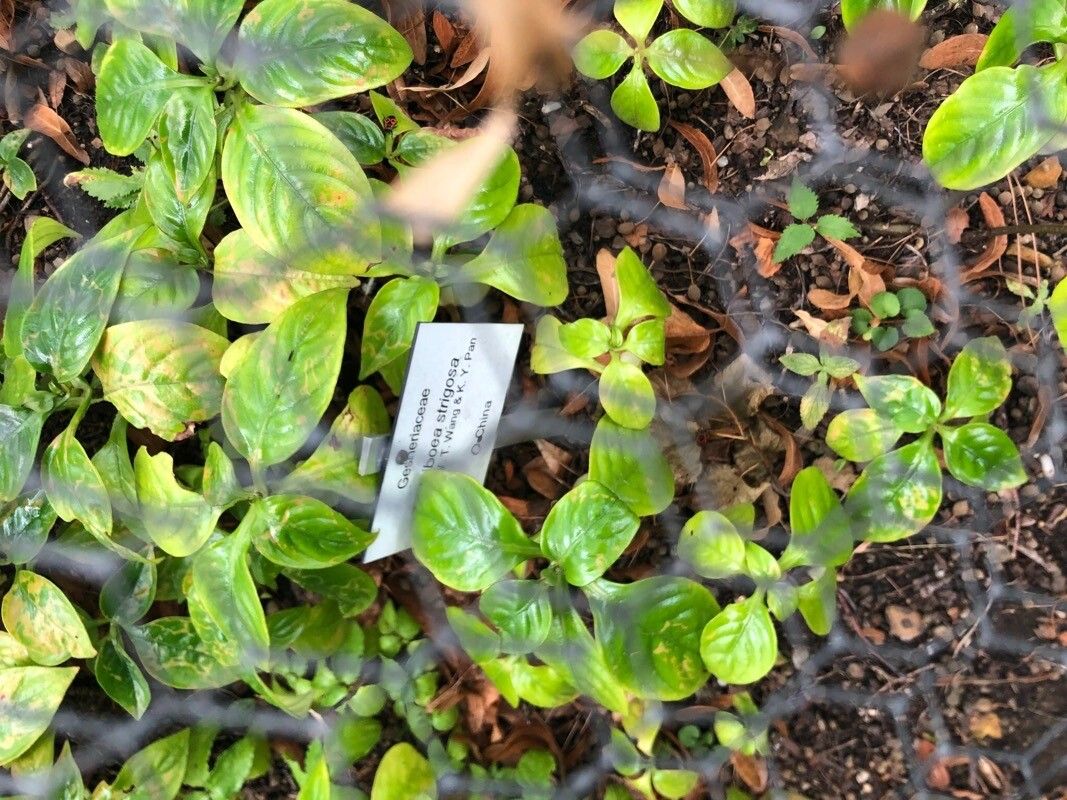 Hemiboea strigosa — related species from the same genus