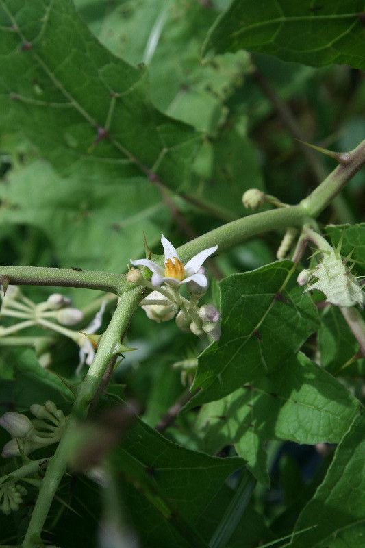 Solanum stramoniifolium flower