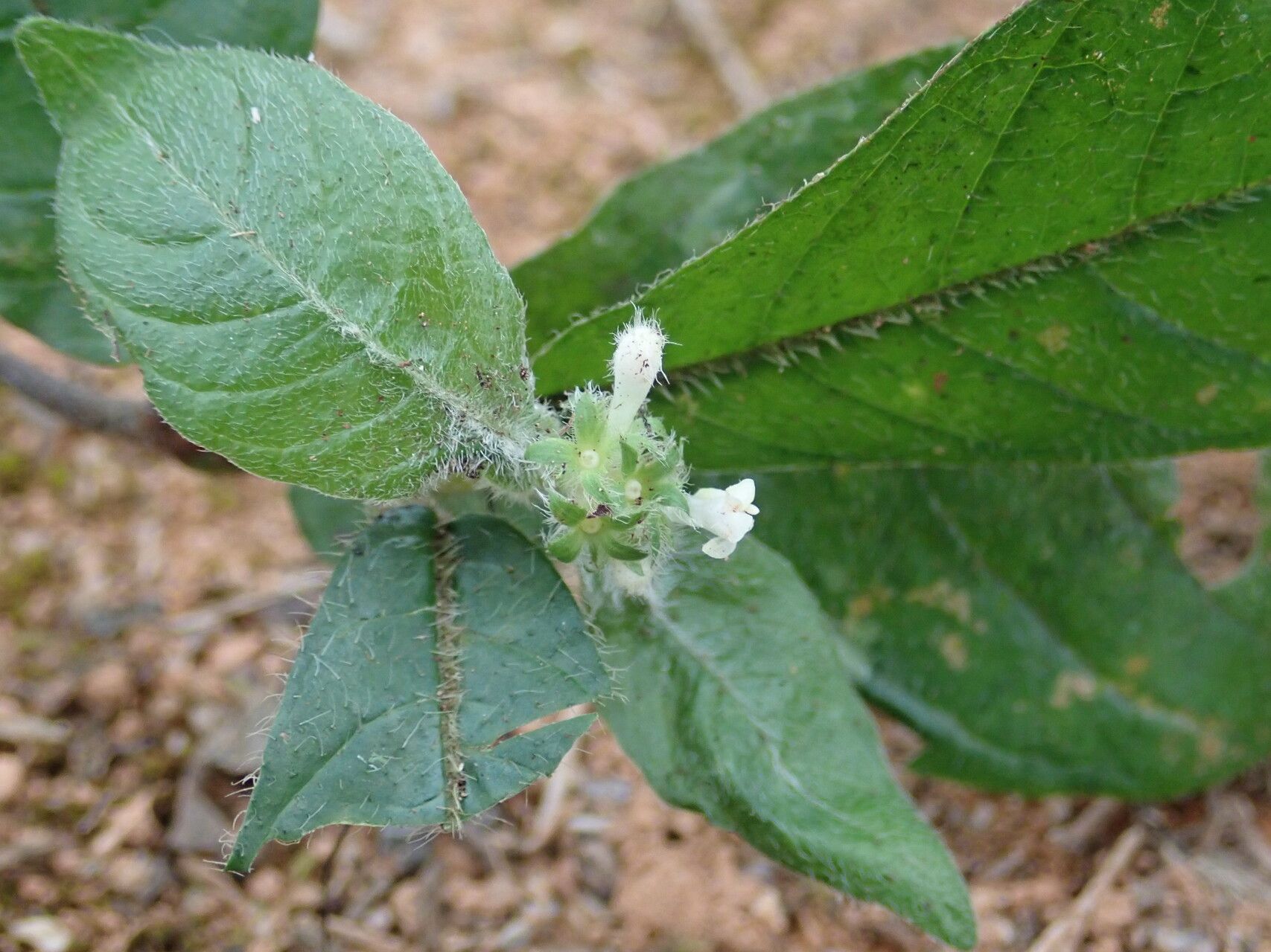 Psychotria rubripilis flower