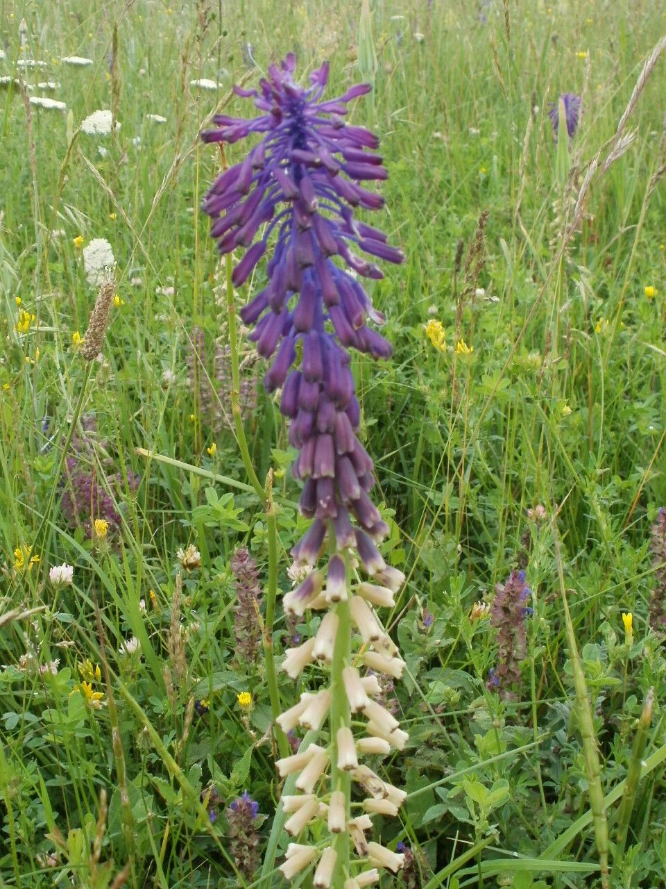 Muscari tenuiflorum habit