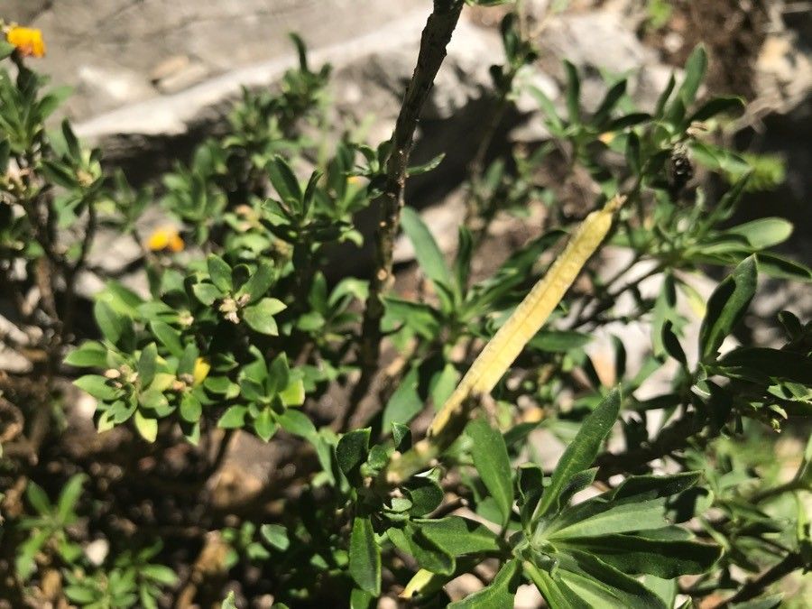 Erysimum × cheiri fruit