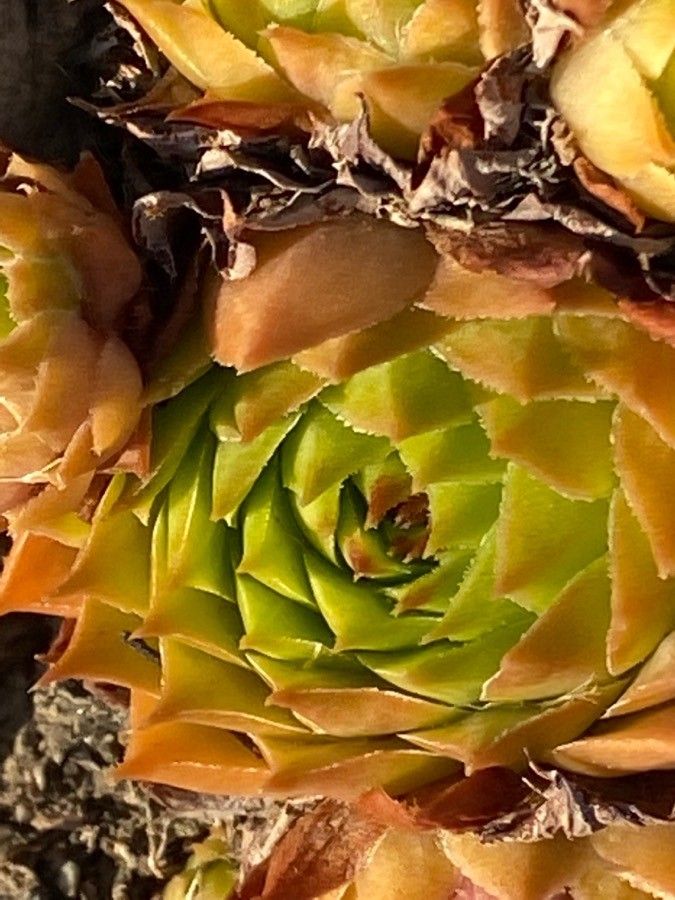 Sempervivum globiferum leaf