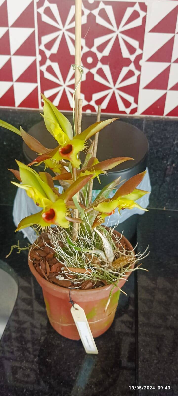 Catasetum osculatum — search result for 'Catasetum'