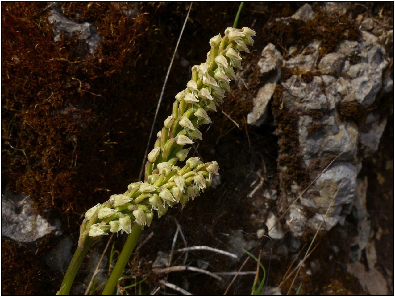Goodyera macrophylla flower