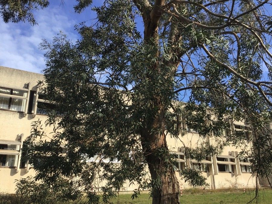 Eucalyptus parvula habit