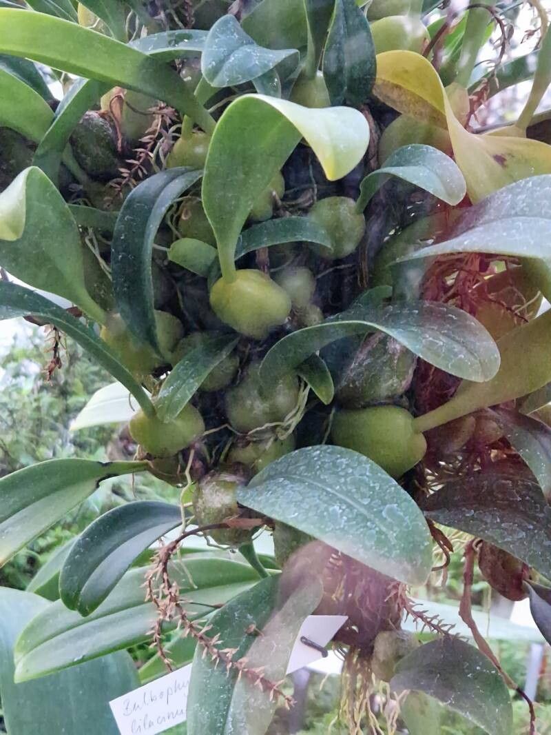 Bulbophyllum lilacinum habit