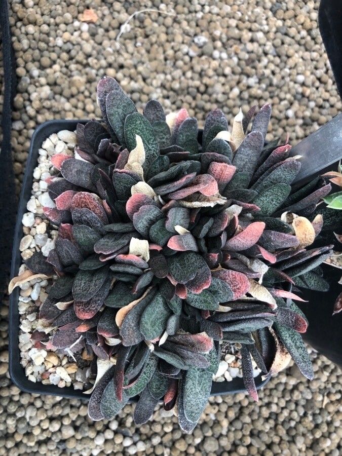 Gasteria baylissiana leaf