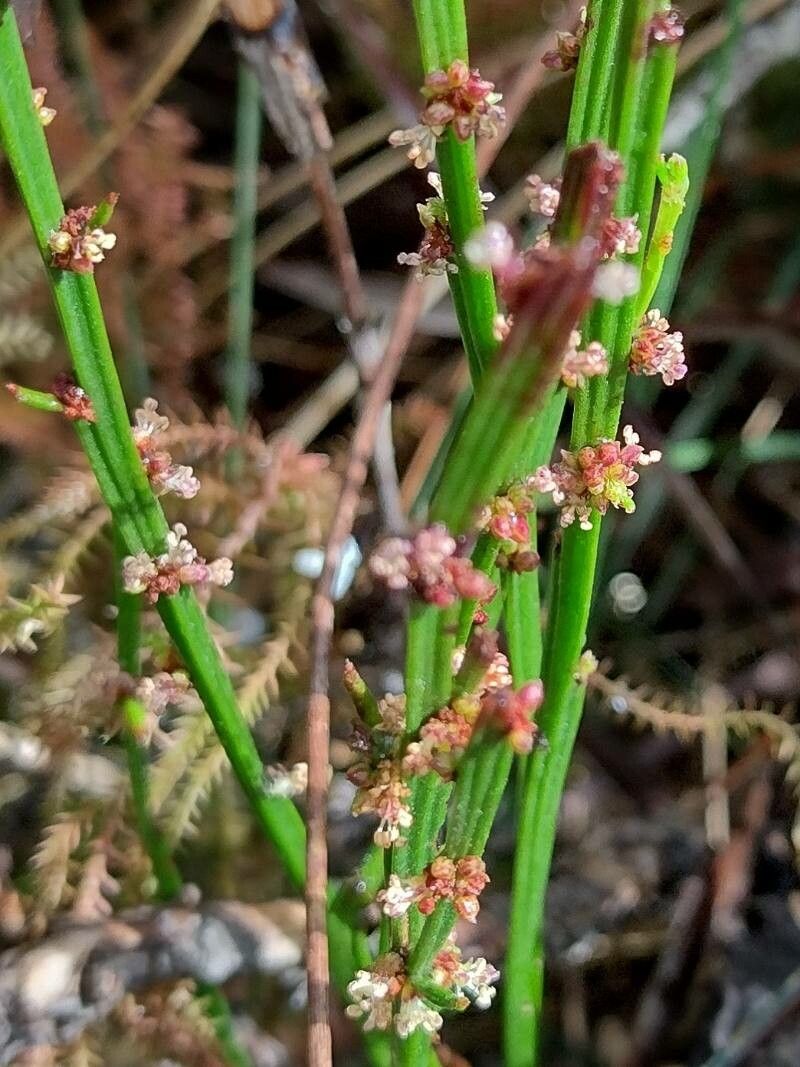 Amperea xiphoclada habit