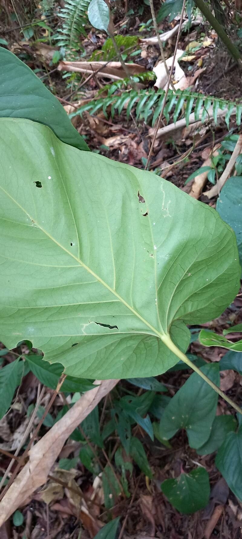 Philodendron simsii leaf