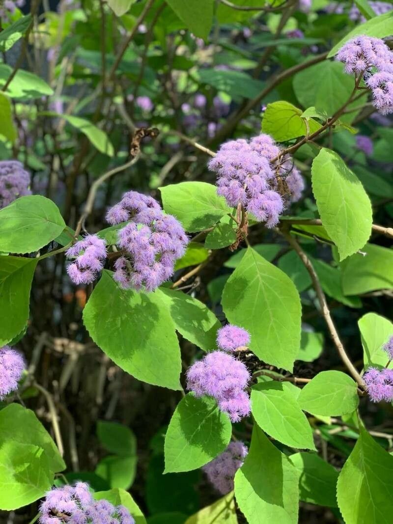 Bartlettina sordida flower