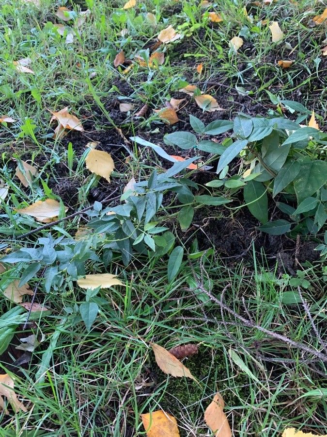 Apios americana leaf