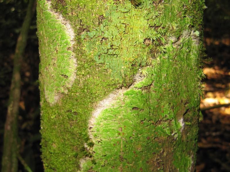Licania sprucei bark