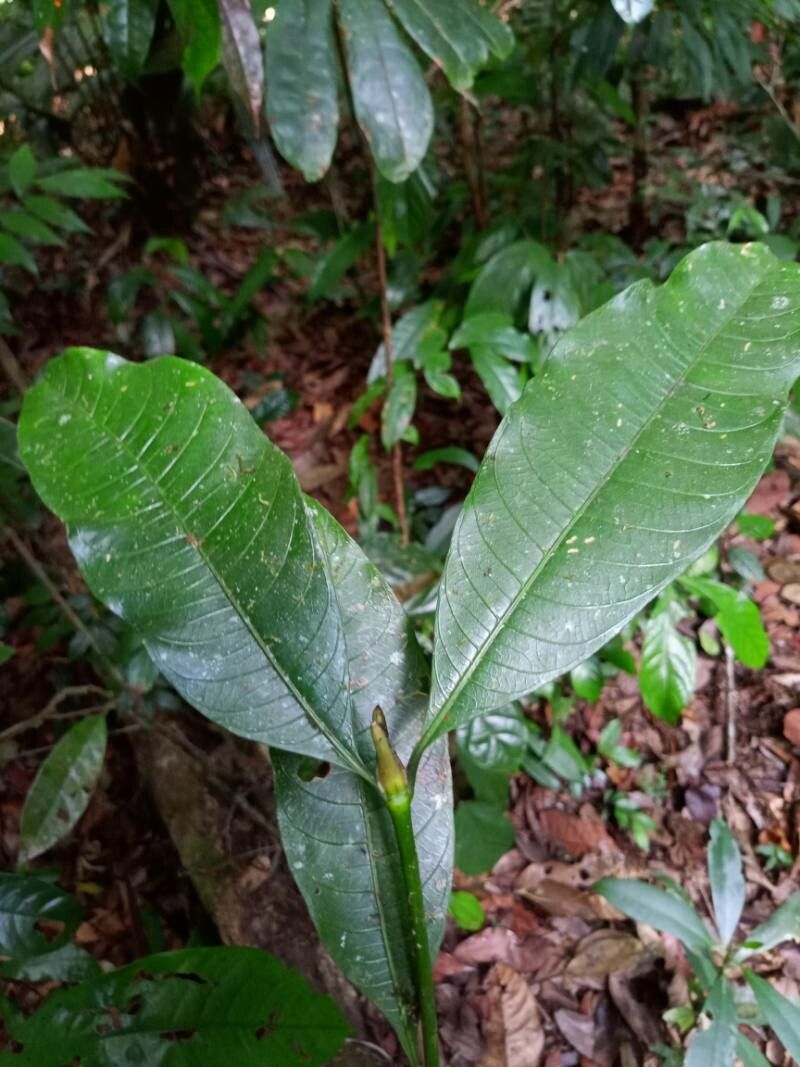 Palicourea violacea leaf