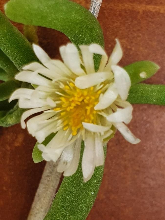 Delosperma nakurense flower