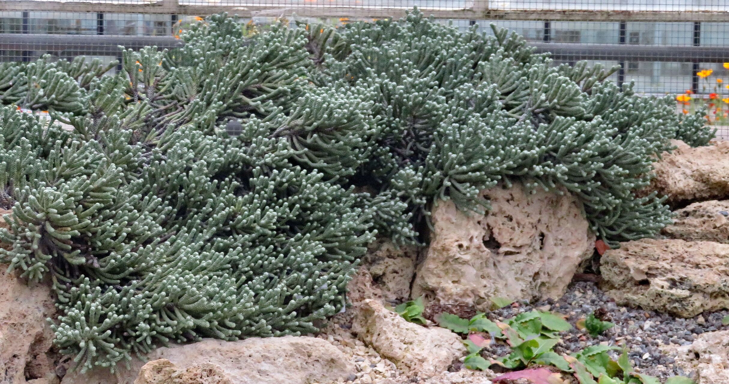 Ozothamnus coralloides habit