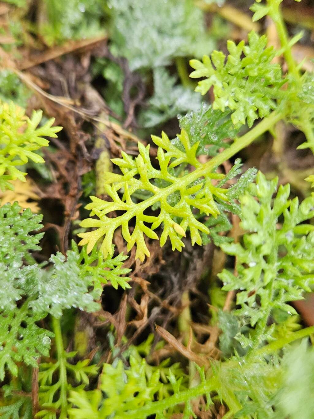 Anthemis punctata leaf