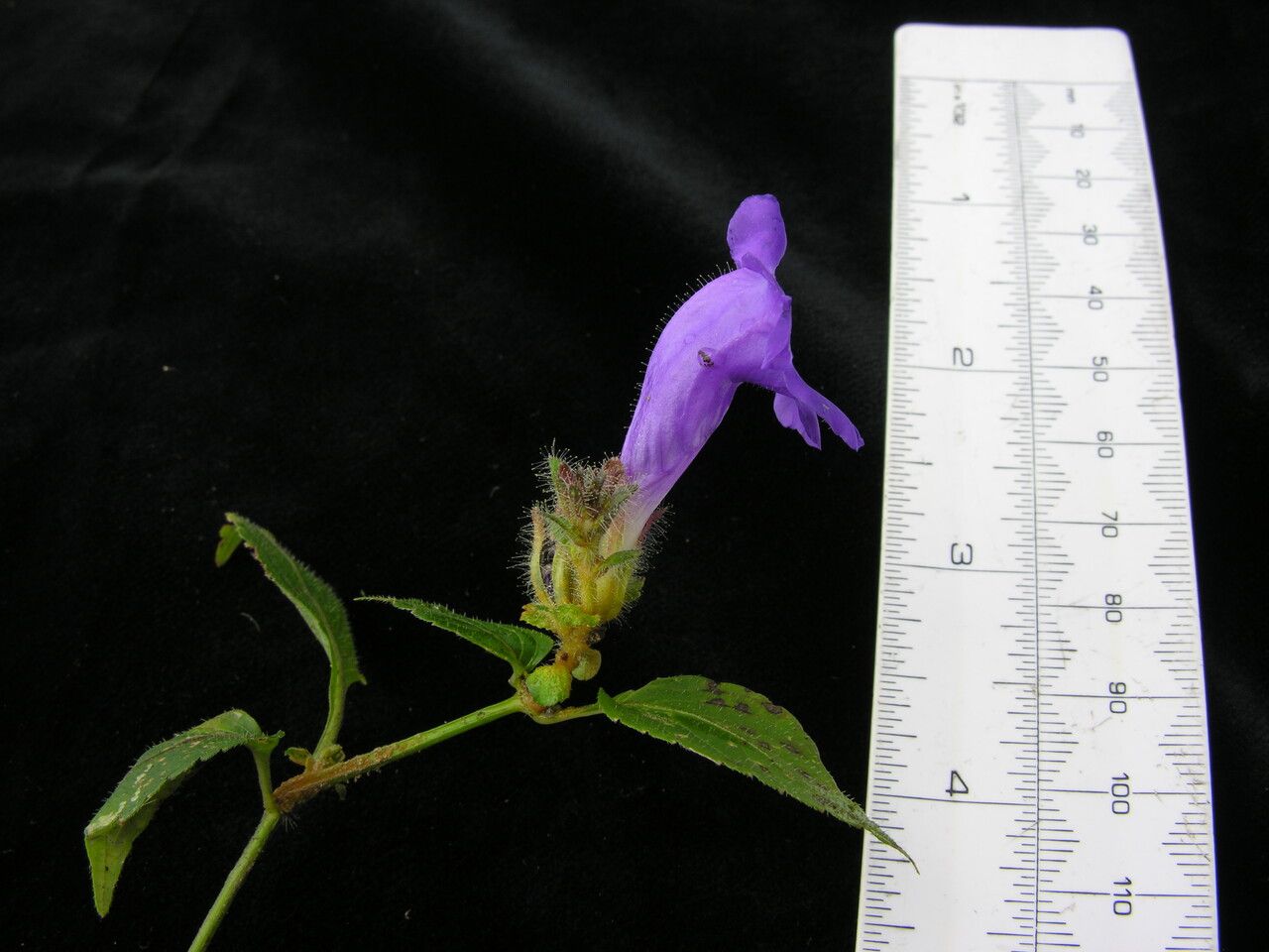 Strobilanthes extensa other