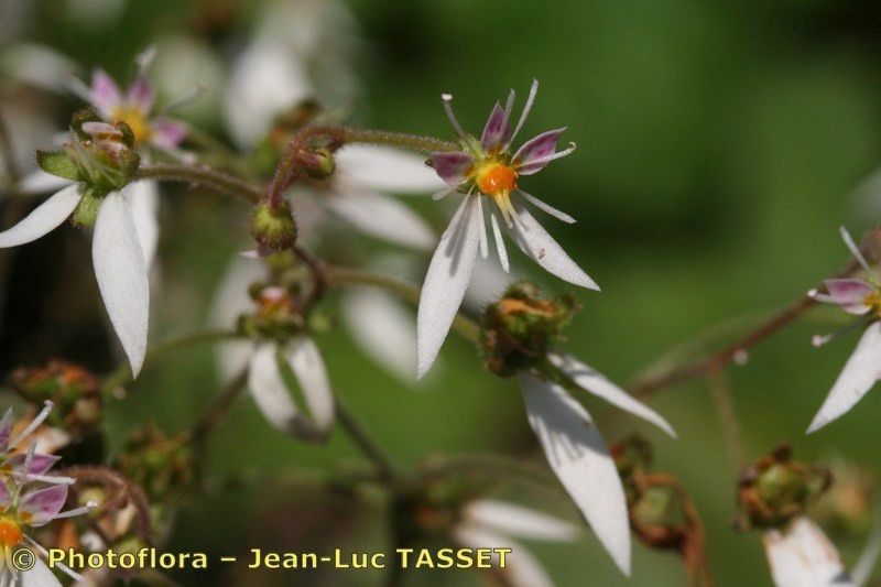 Saxifraga camposii — search result for 'Saxifraga'