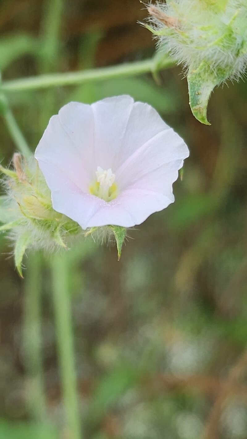 Convolvulus auricomus flower