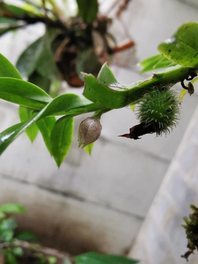 Dichaea panamensis flower