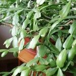 Schlumbergera russelliana