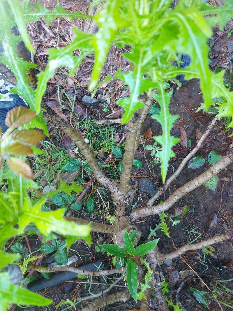 Sonchus congestus bark