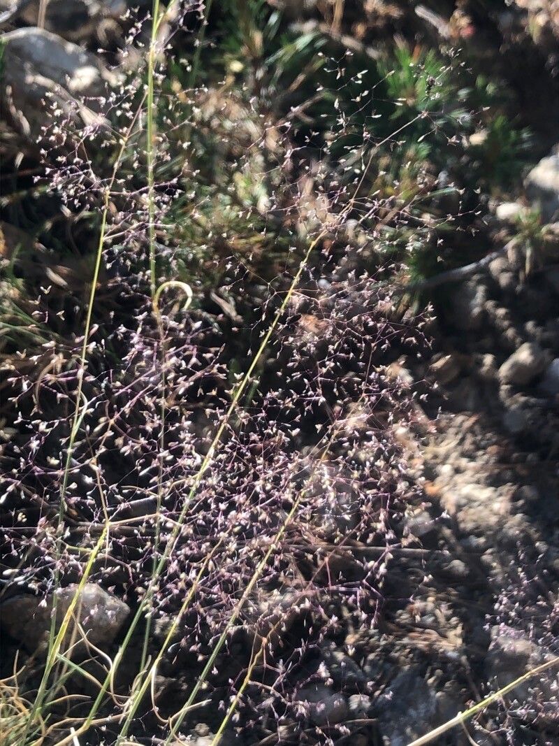 Agrostis delicatula flower