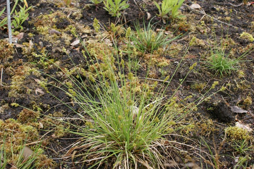 Carex brunnescens habit