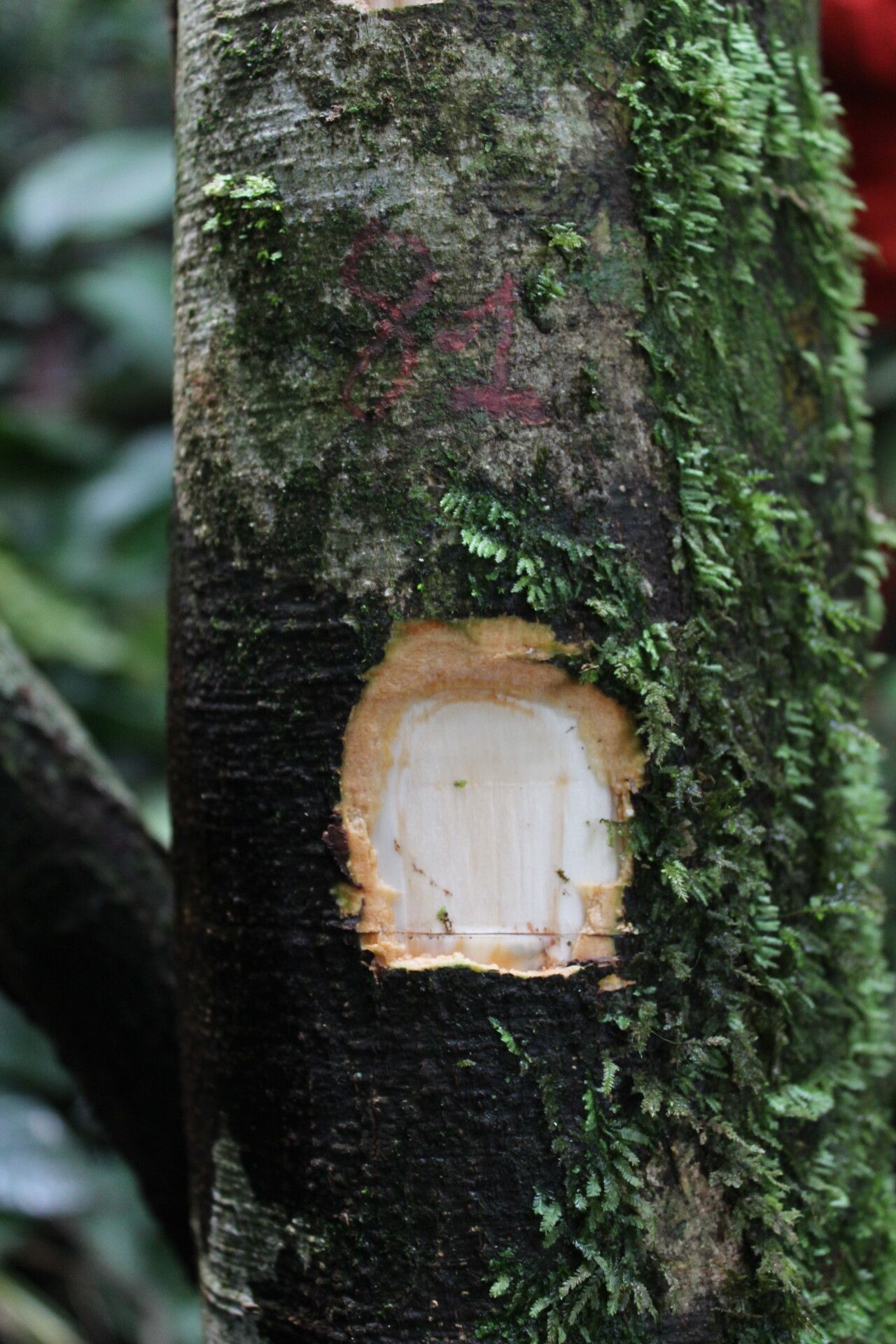 Drypetes occidentalis bark