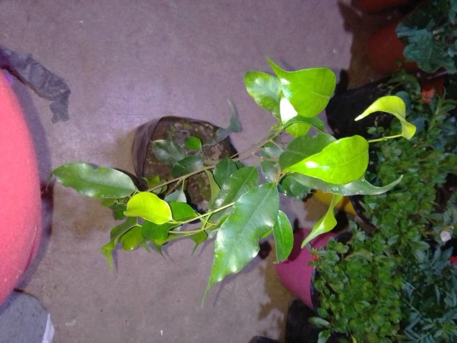 Ficus amazonica — search result for 'Guyana'