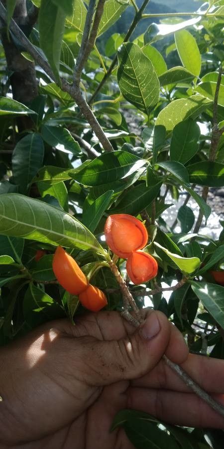 Tabernaemontana alternifolia fruit