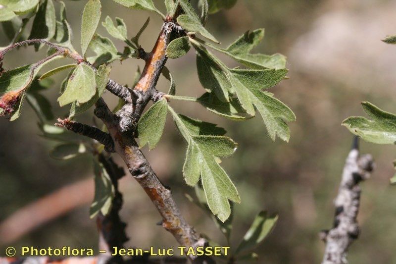 Crataegus granatensis other