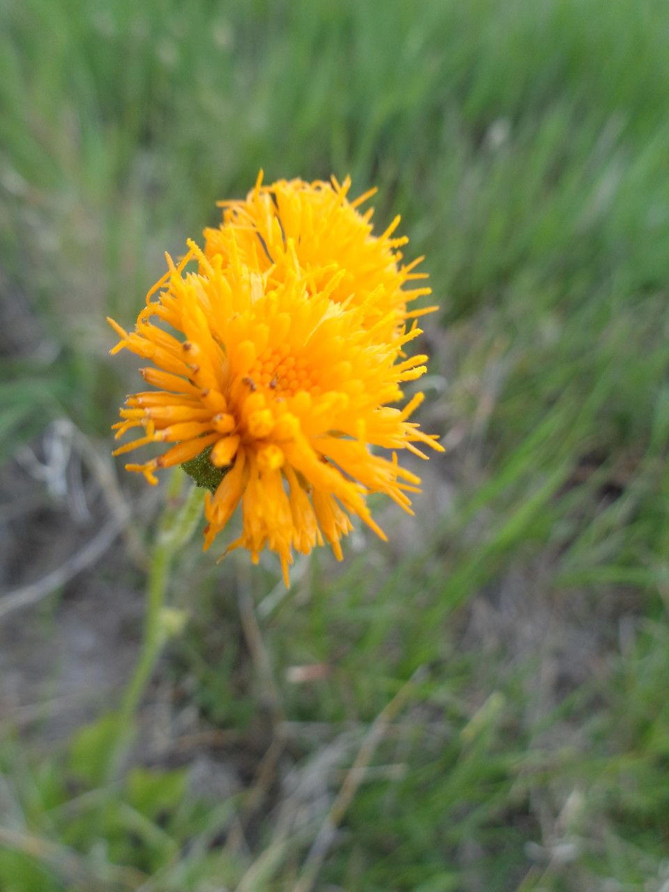 Senecio schweinfurthii flower