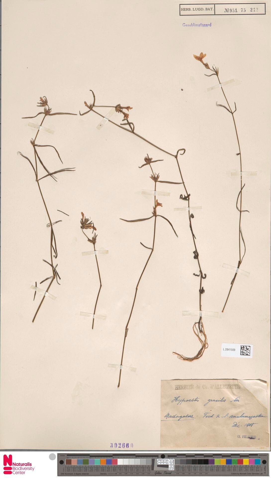 Hypoestes gracilis — houseplant care guide