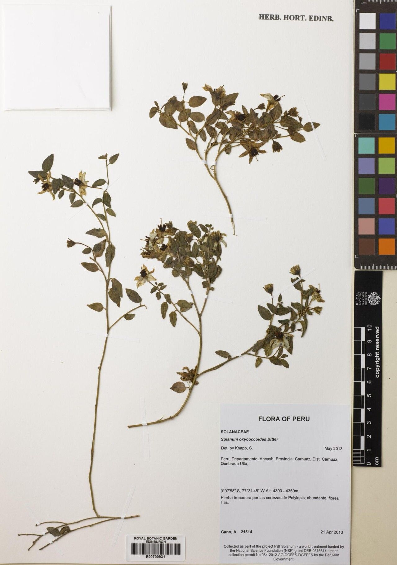 Solanum oxycoccoides — houseplant care guide